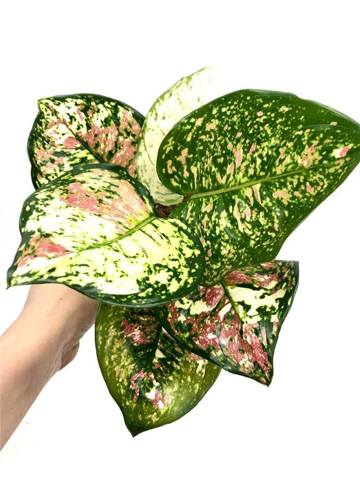 Aglaonema-anyamanee-tricolor-M