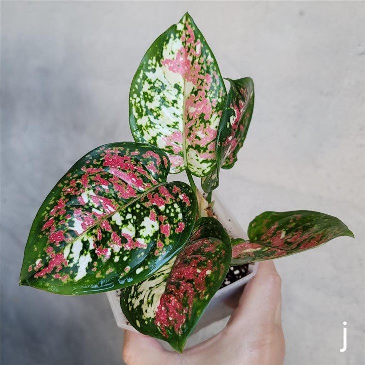 AGLAONEMA_ANYAMANEE_VARIEGATED_-_0616_29801815900322