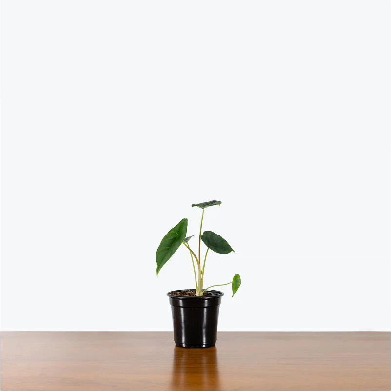 Alocasia Venusta