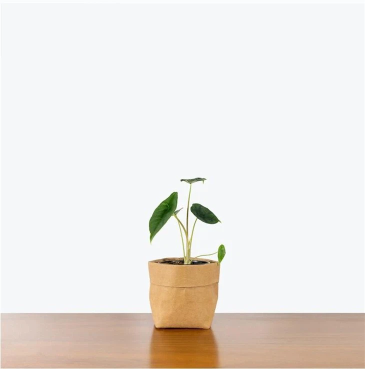 alocasia venusta for sale