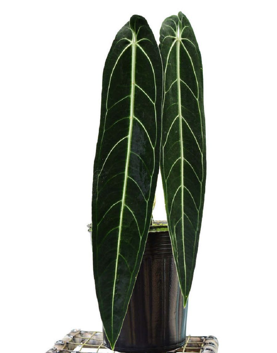 Anthurium Veitchii Rey