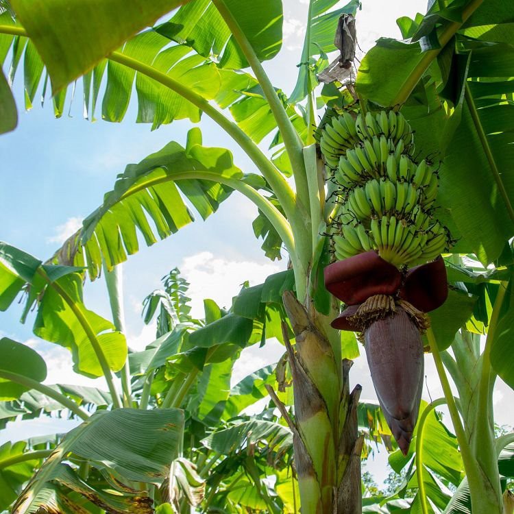 Regalo de árbol frutal de plátano