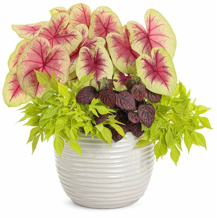 Heart_to_Heart_Lemon_Blush_Caladium_in_mixed_annual_planter__16829.1610764029