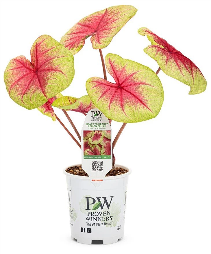 Caladium-Heart-to-Heart-Lemon-Blush-Quart-Pot