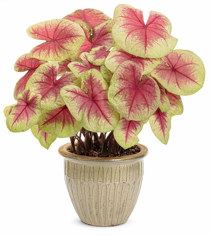 Heart_to_Heart_Lemon_Blush_Caladium_in_indoor_planter__99941.1610764005