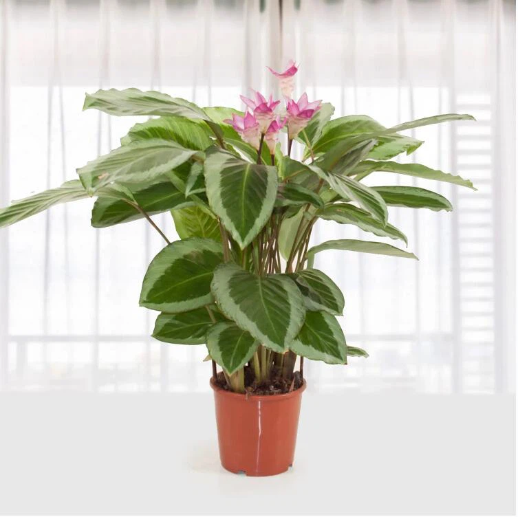 Calathea Gekko
