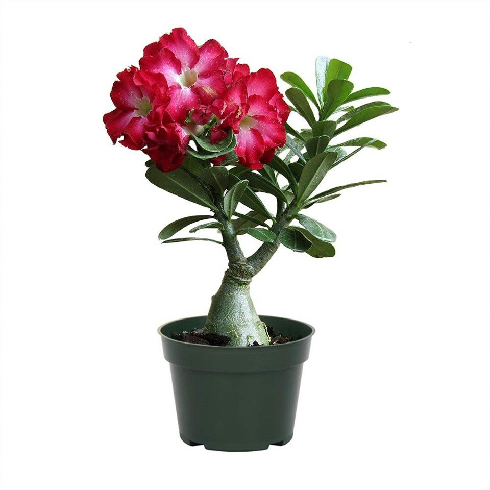 Rosa del desierto(Adenium Obesum