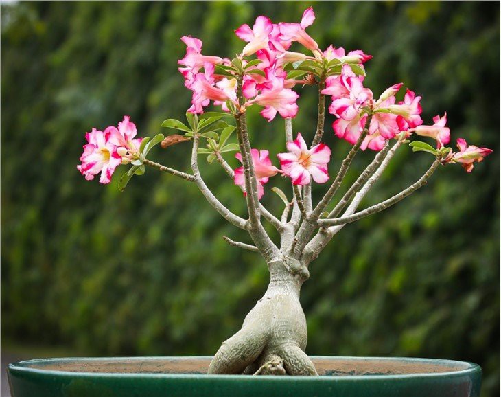 Dessert-Rose-1-scaled