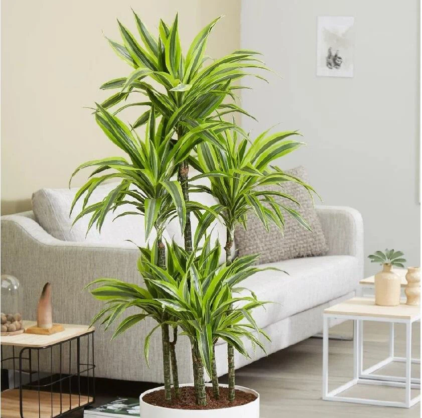 Dracaena Deremensis Lima Limón