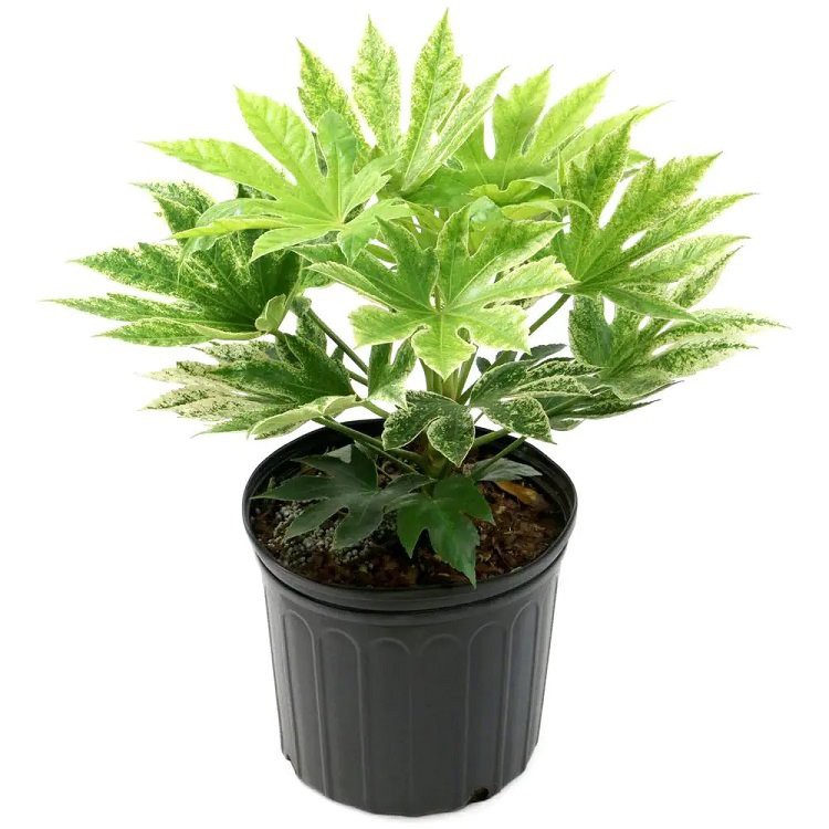 tela de araña fatsia