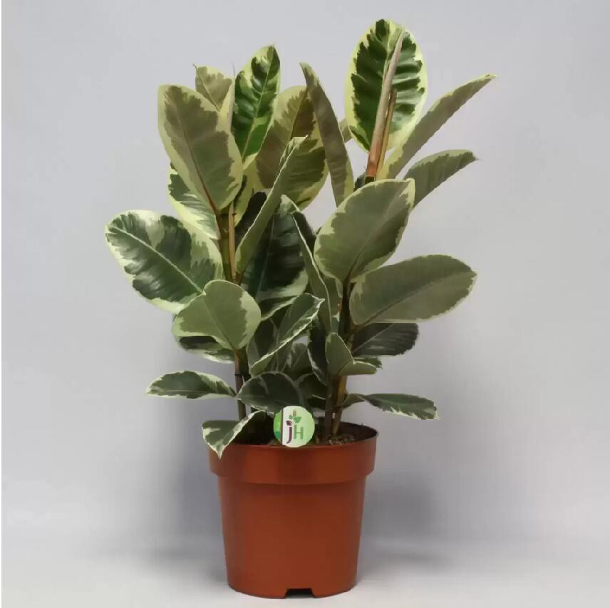 Ficus Elástica Tineke
