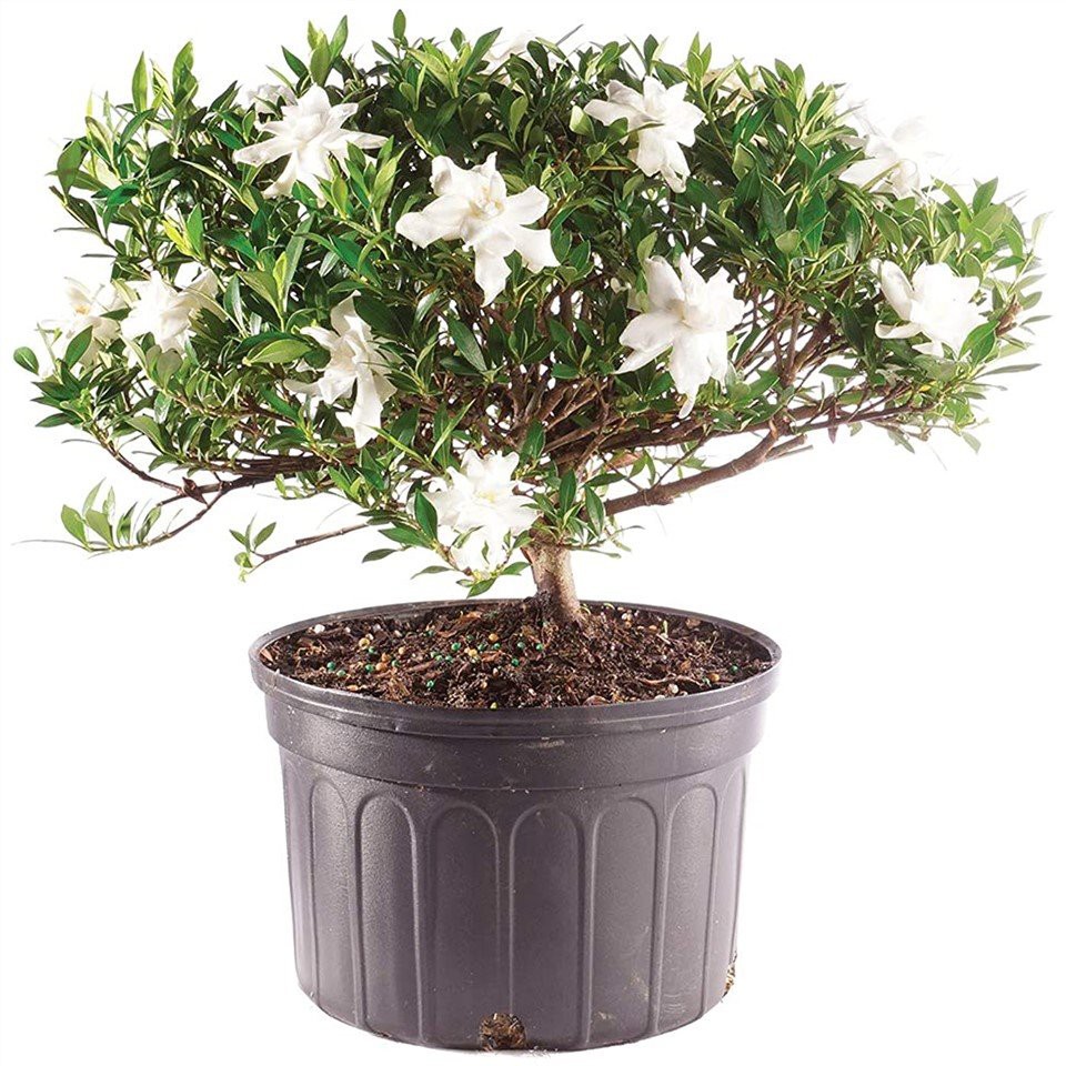 Gardenia (Gardenia Jasminoides)
