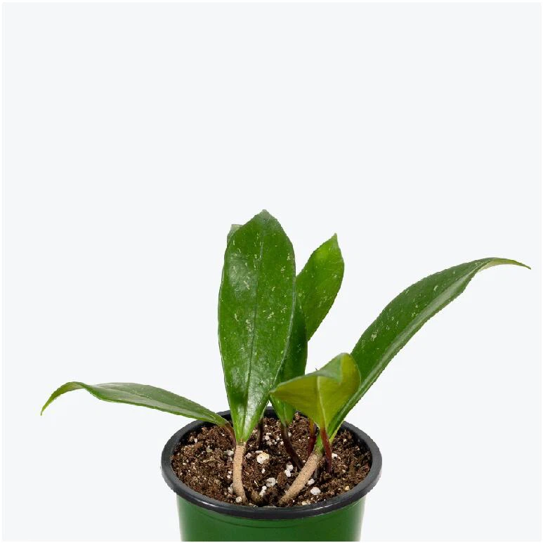 Hoya Pubicalix