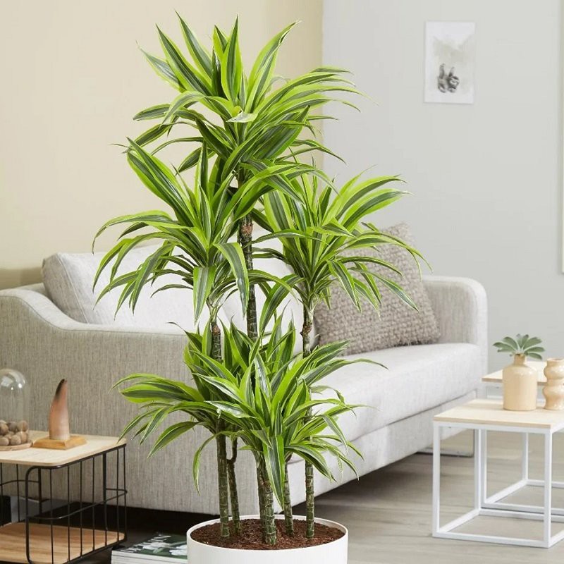 Lima Limón Dracaena Dracaena Deremensis Lima Limón