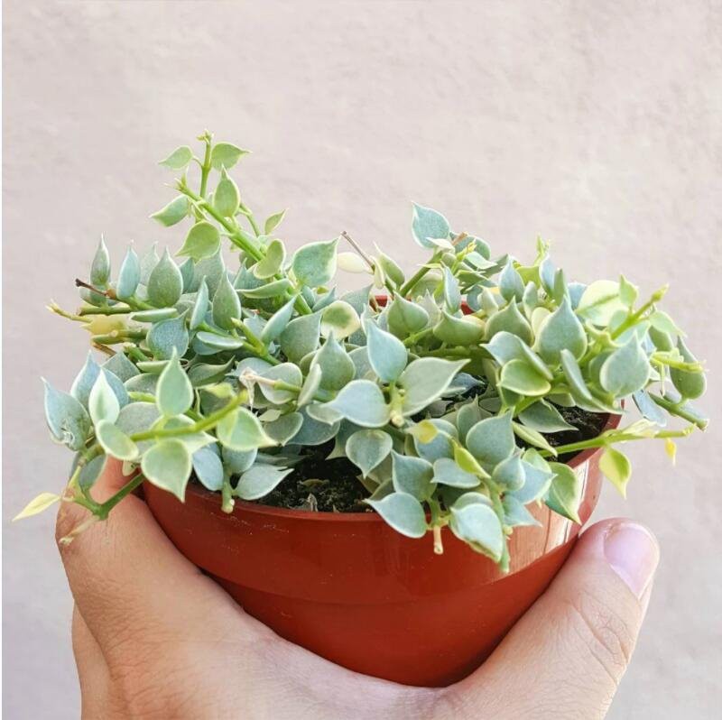 Millones De Corazones Planta Dischidia Ruscifolia