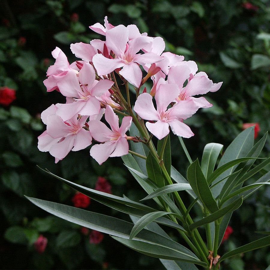 Oleander (Nerium Oleander