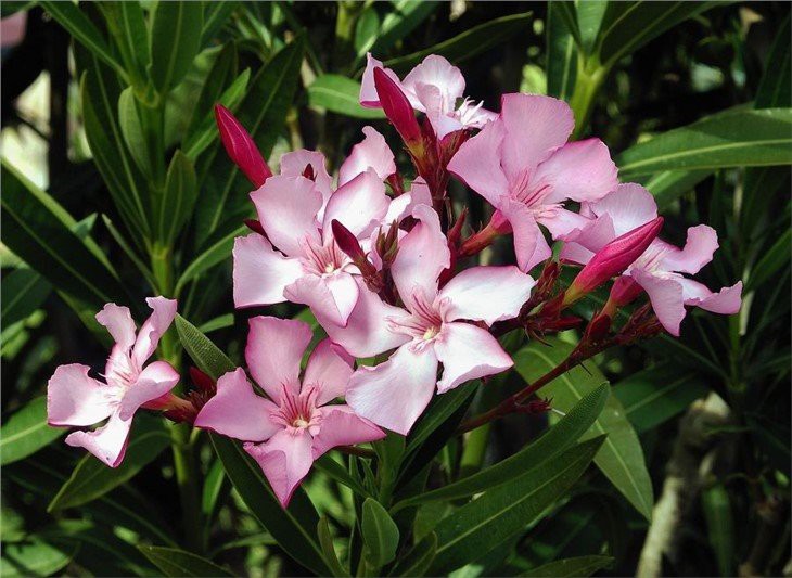 Nerium_oleander_flowers_leaves(001)
