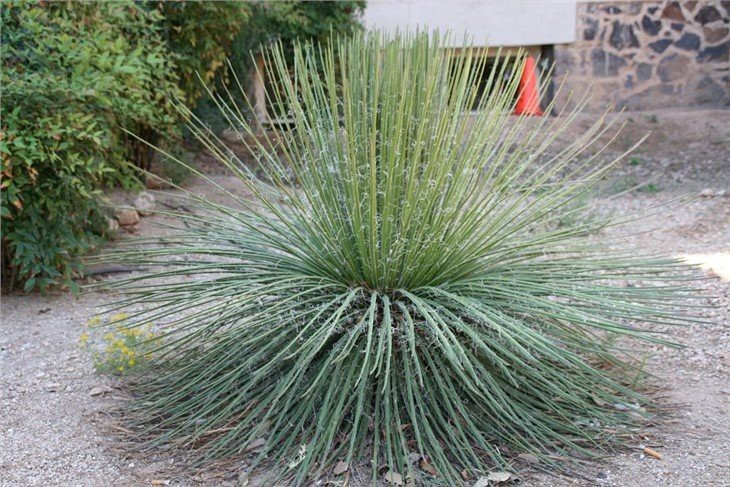 Agave-geminiflora-01(001)